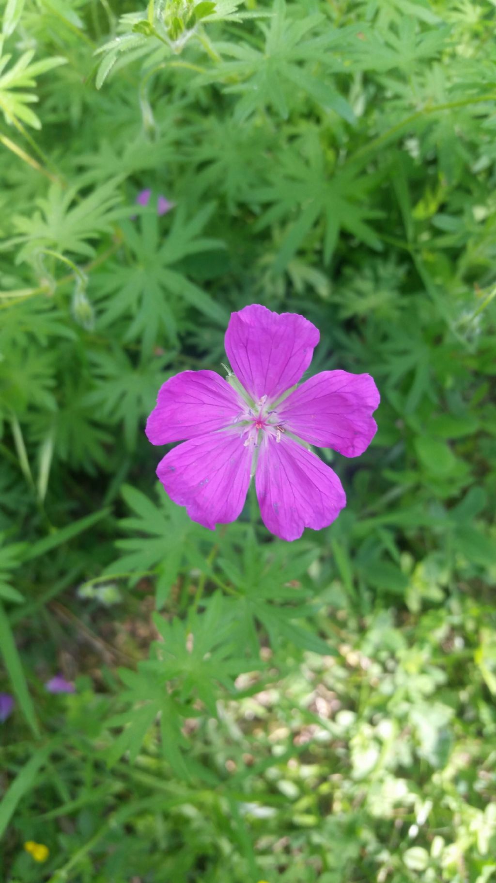 Geranio?  S, Geranium sanguineum